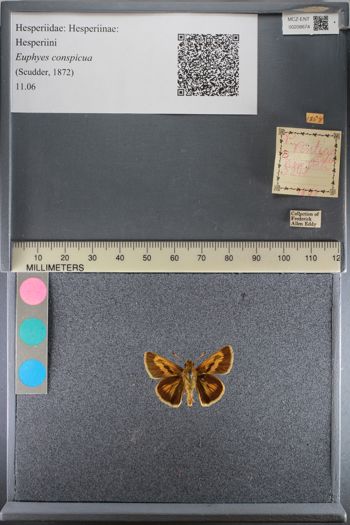 Media type: image;   Entomology 208674